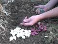 Plant Onion Sets in Your Small Kitchen Garden