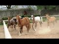 Rancho San Miguel,