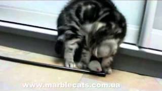 Marble Design UA - британские котята мраморных окрасов