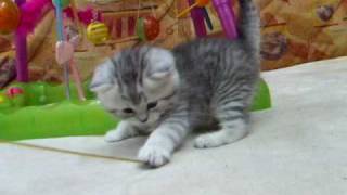 Британский котенок Царь Зверей - часть 3