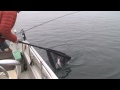Tofino Fly Fishing for Saltwater Salmon