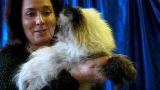 Гималайская кошка на выставке PCA - Himalayan cat