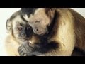 Moral behavior in animals - Frans de Waal - 2012
