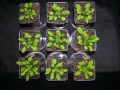 Arabidopsis Plant Development movie clip