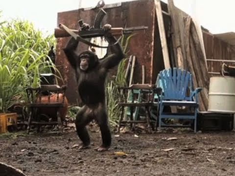 Video: Jie naiviai tikėjosi - Jog gali pasityčioti iš beždžionės..