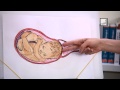 Vaginal Birth مراحل الولادة الطبيعية