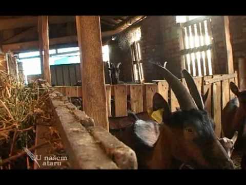 Farme+Ovaca+U+Srbiji Osavremenjavanje Farme Koza U Kisacu - U Nasem Ataru 329 Download mp3