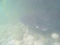 Welse im Pleschingersee Welse im Pleschingersee