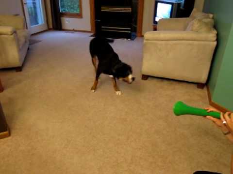 Vuvuzela vs perro