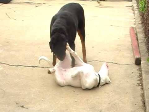 Dogo+argentino+vs+puma