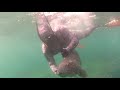Spearfishing Hunting Big Groupers in the shallows.