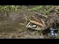 Python stalks Alligator 02 - Time Lapse - Dangerous Animals in Florida
