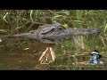 Python stalks Alligator 02 - Time Lapse - Dangerous Animals in Florida