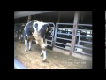 The disgusting treatment of dairy cows and their calves!