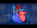Heart Anatomy