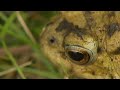 'Pacman Frog' catches ants on a smartphone