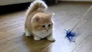 Флафи!!! Флафи!!!