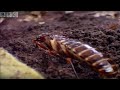Tiny driver ants Vs red ants - Ant Attack - BBC wildlife