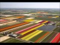 Цветоводство: Тюльпаны Голландии