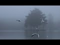 Launch Mini Player