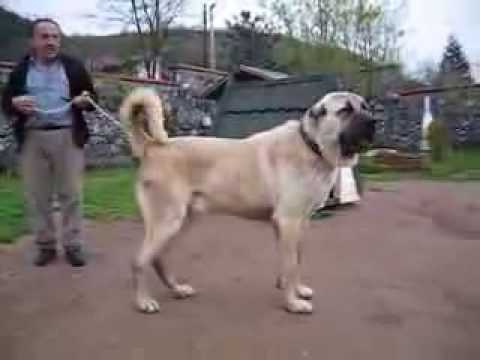 strongest dog in world. The Strongest Dog of the world