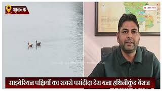 साइबेरियन पक्षियों का सबसे पसंदीदा डेरा बना हथिनीकुंड बैराज