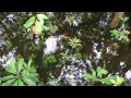 Trekman - Island Caretaker 2009 (Australia)