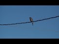 Early spring blue jays.