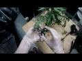 VaderVision E:12 - Flushing and Harvesting Medical Cannabis