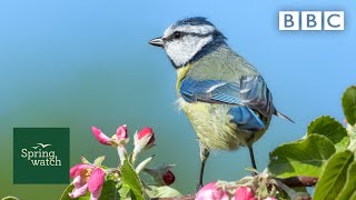 Our spring wildlife webcams live! 🐤🦊🐿 - Wed 10 June - Springwatch - BBC