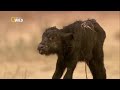 Grandes Felinos - Guerra de Leões (Completo e Dublado) // NatGeo Wild