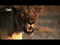 Grandes Felinos - Guerra de Leões (Completo e Dublado) // NatGeo Wild