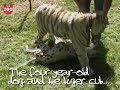 Dalmation and Tiger Make Friends
