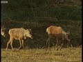 Caribou migration to the Arctic - BBC