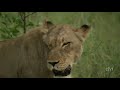 Nature - The White Lions.flv