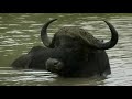 Nature - The White Lions.flv