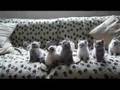 Kittens shake heads to the sound of music Kittens shake heads to the sound of music
