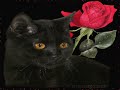♪ Franz Schubert Serenade piano and violin ♪