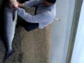 HMONG FISHING - Fresno, Cali Aqueduct 40 pound Striper