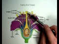 Biology #12 - Parts of a Flower.wmv