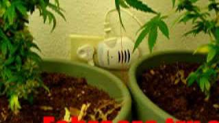 Cfl Weed Grow