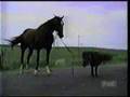 Worlds Smallest Horse (1998) Worlds Smallest Horse (1998)