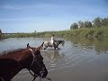 Swimming with horses