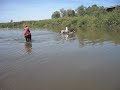 Swimming with horses