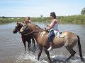 Swimming with horses