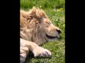 מופע הארנבות של דר קספר - אחלום לנצח