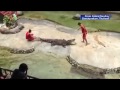 Crocodile bites down onto trainer's head