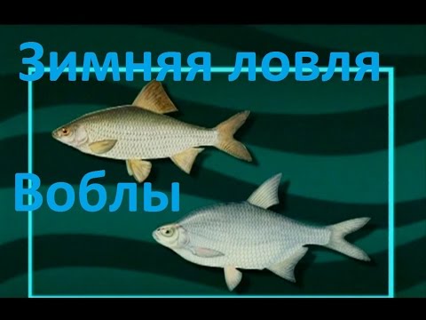 вобла способ ловли вобла способ ловли