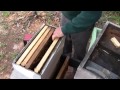 Beekeeping with FatBeeMan - Checking on a package install - SoMDBeekeeper