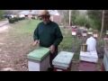 Beekeeping with FatBeeMan - Checking on a package install - SoMDBeekeeper